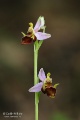 Ophrys_oestrifera_17